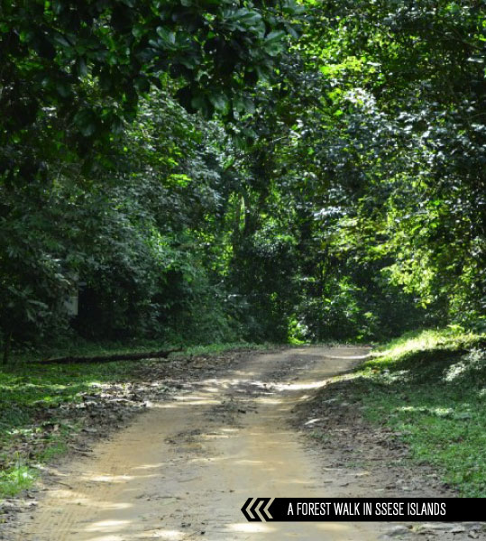 a forest walking trail